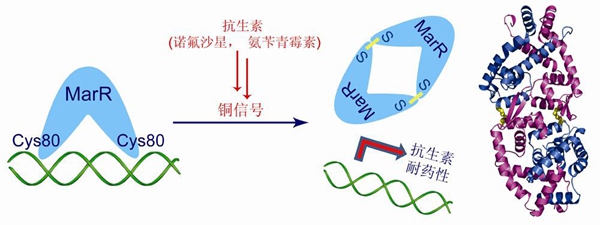 图示为抗生素引起铜离子信号介导的MarR激活