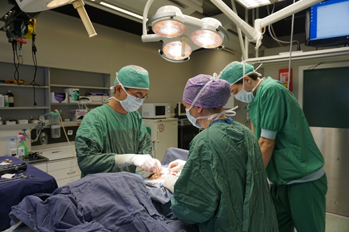 动物手术过程中
