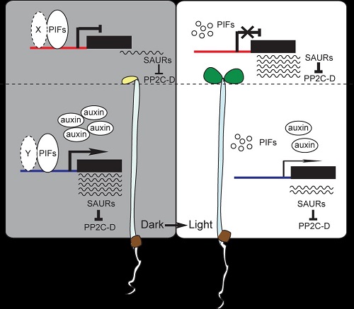 光差异性调控植物子叶和胚轴发育的作用机制