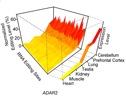 恒河猴全编辑组(PLoS Genetics, 2014; Mol Biol Evol, 2014)